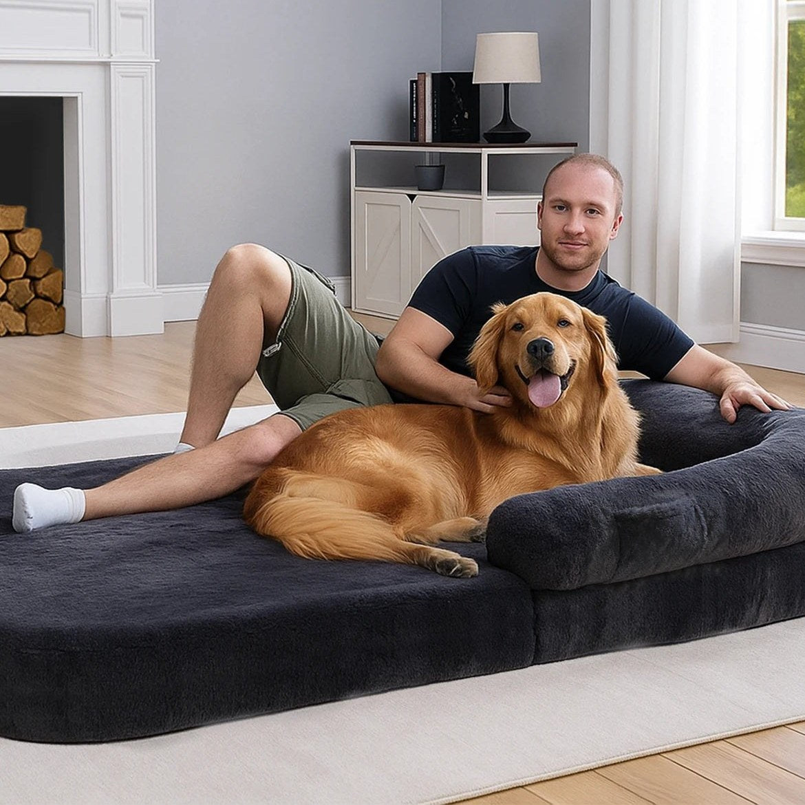 Golden retriever allongé sur le lit-canapé XXL déplié, dans un salon